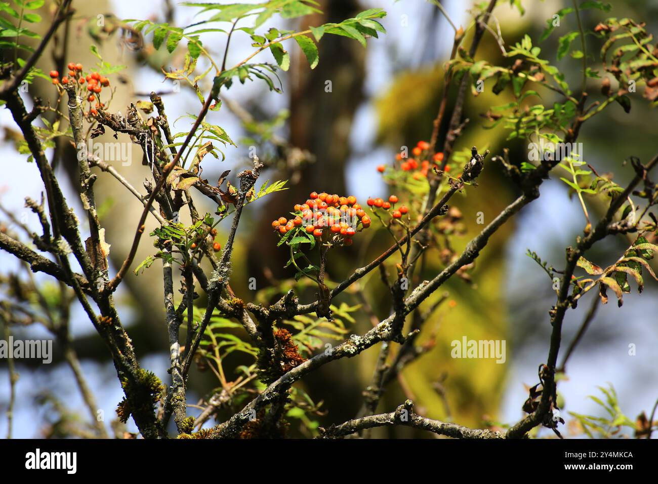 Bacche di rowan arancioni su rami circondate da foglie verdi con luce solare che filtra tra gli alberi. Foto Stock