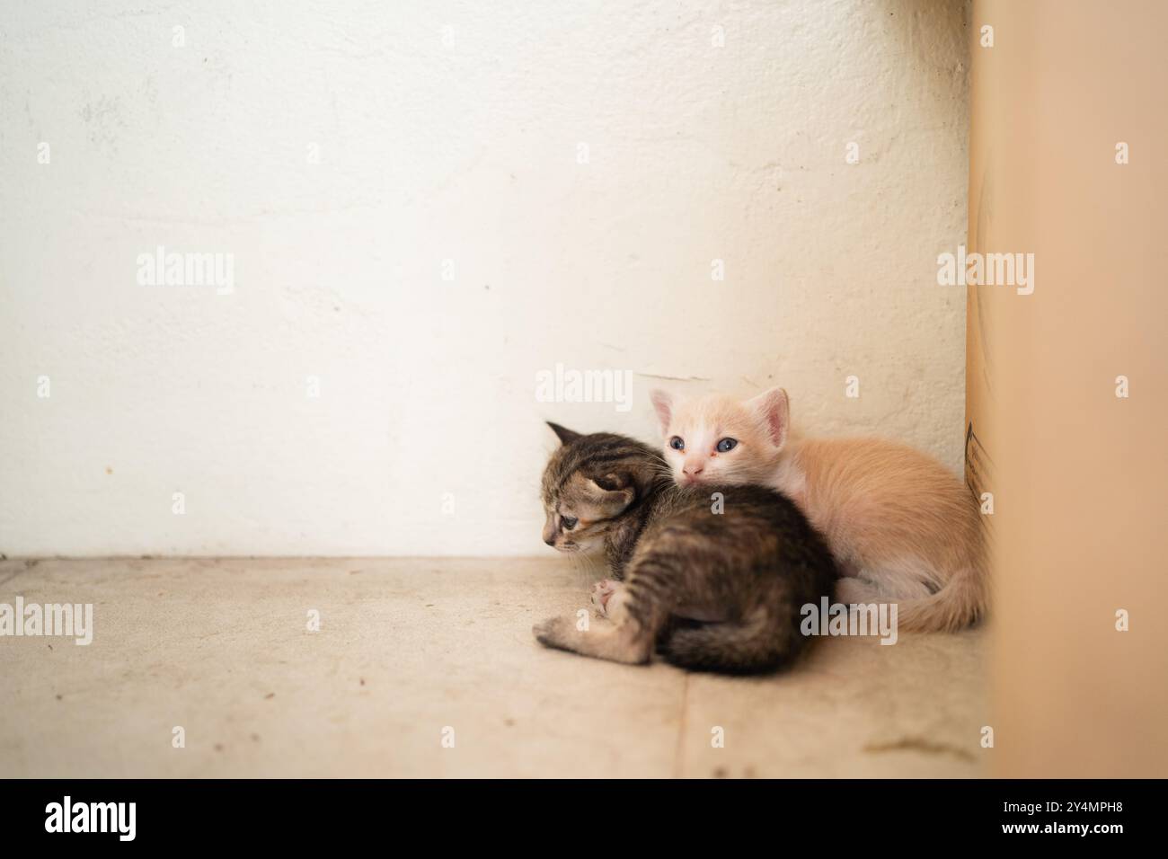 Gattino neonato all'angolo della stanza Foto Stock