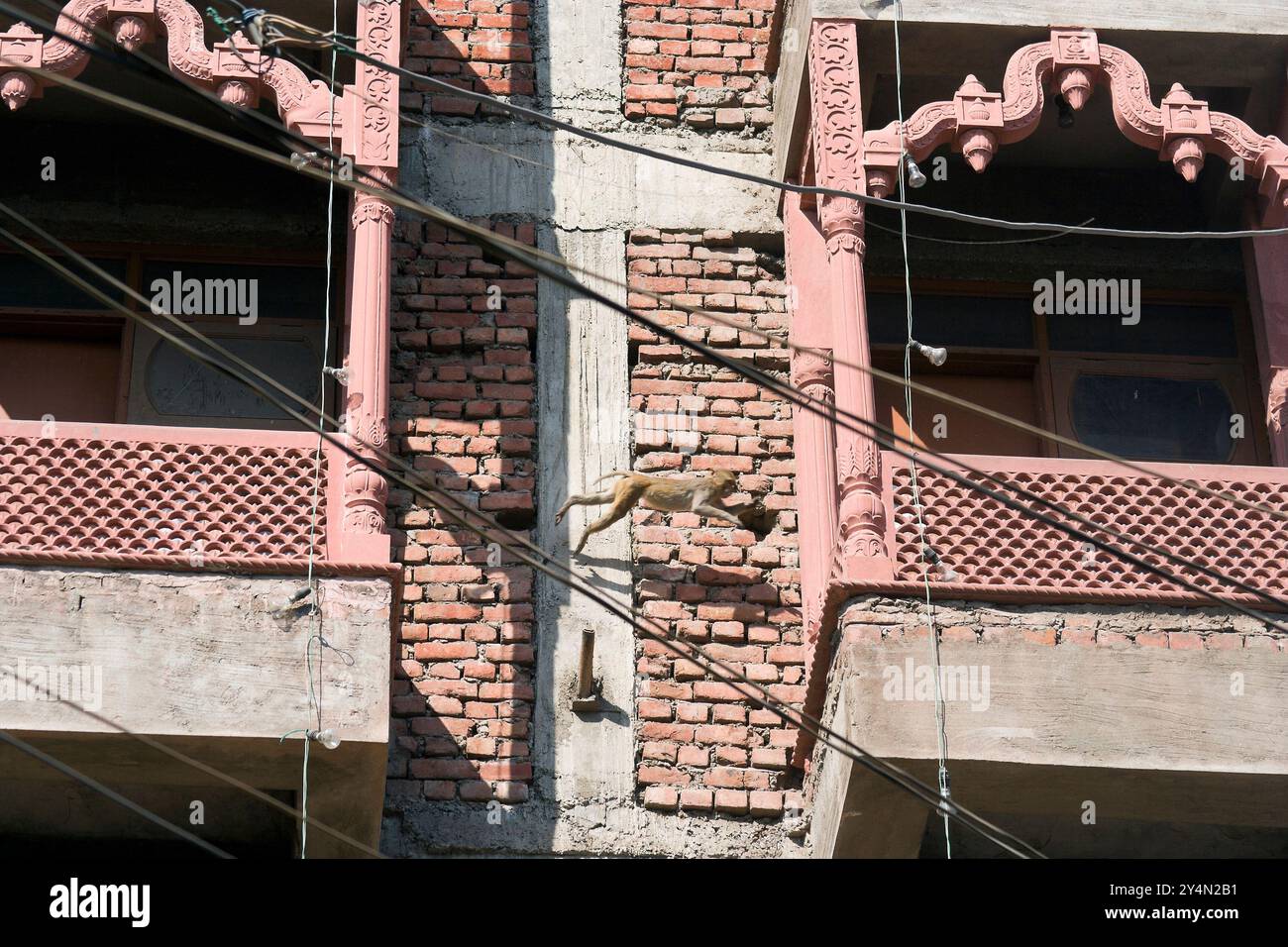 Agra, Uttar Pradesh / India - 9 febbraio 2012: Una scimmia che salta da una finestra all'altra di un edificio in costruzione. Foto Stock