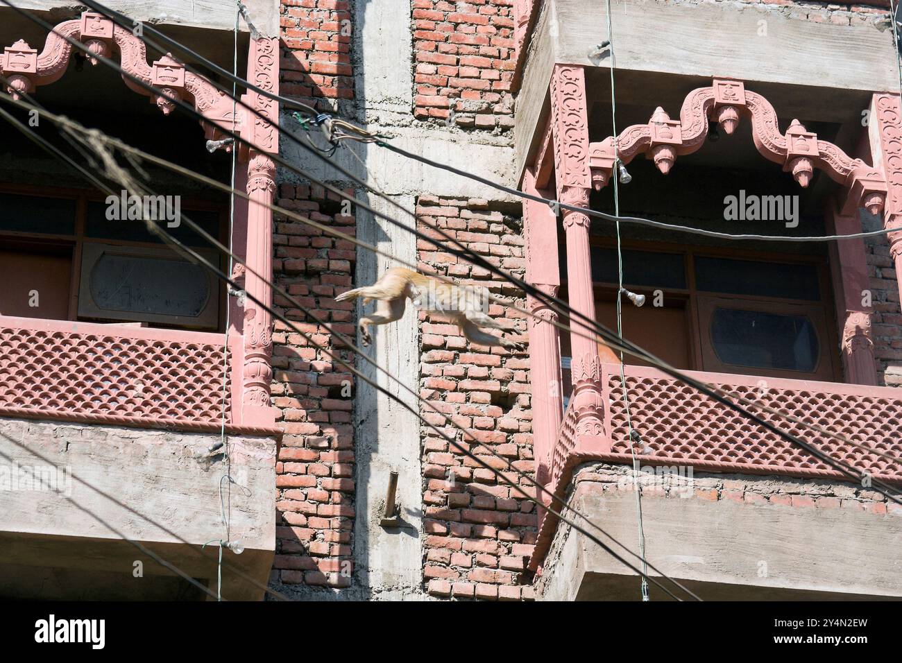 Agra, Uttar Pradesh / India - 9 febbraio 2012: Una scimmia che salta da una finestra all'altra di un edificio in costruzione. Foto Stock