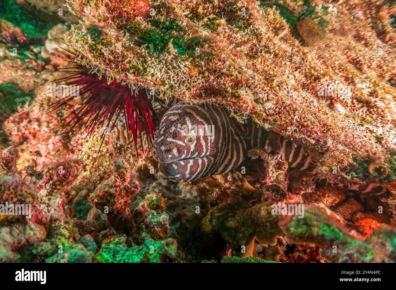 L'anguilla morale timida e solitaria di Zebra esce da una sporgenza rocciosa incorniciata da un riccio di mare rosso Foto Stock