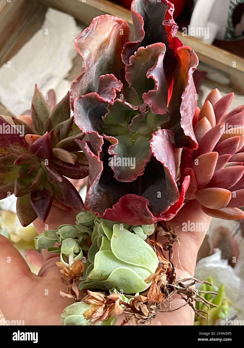 Green Rose Buds Greenovia, Echeveria Rubydona e Echeveria Pappys Rose da pacchetto asiatico Foto Stock