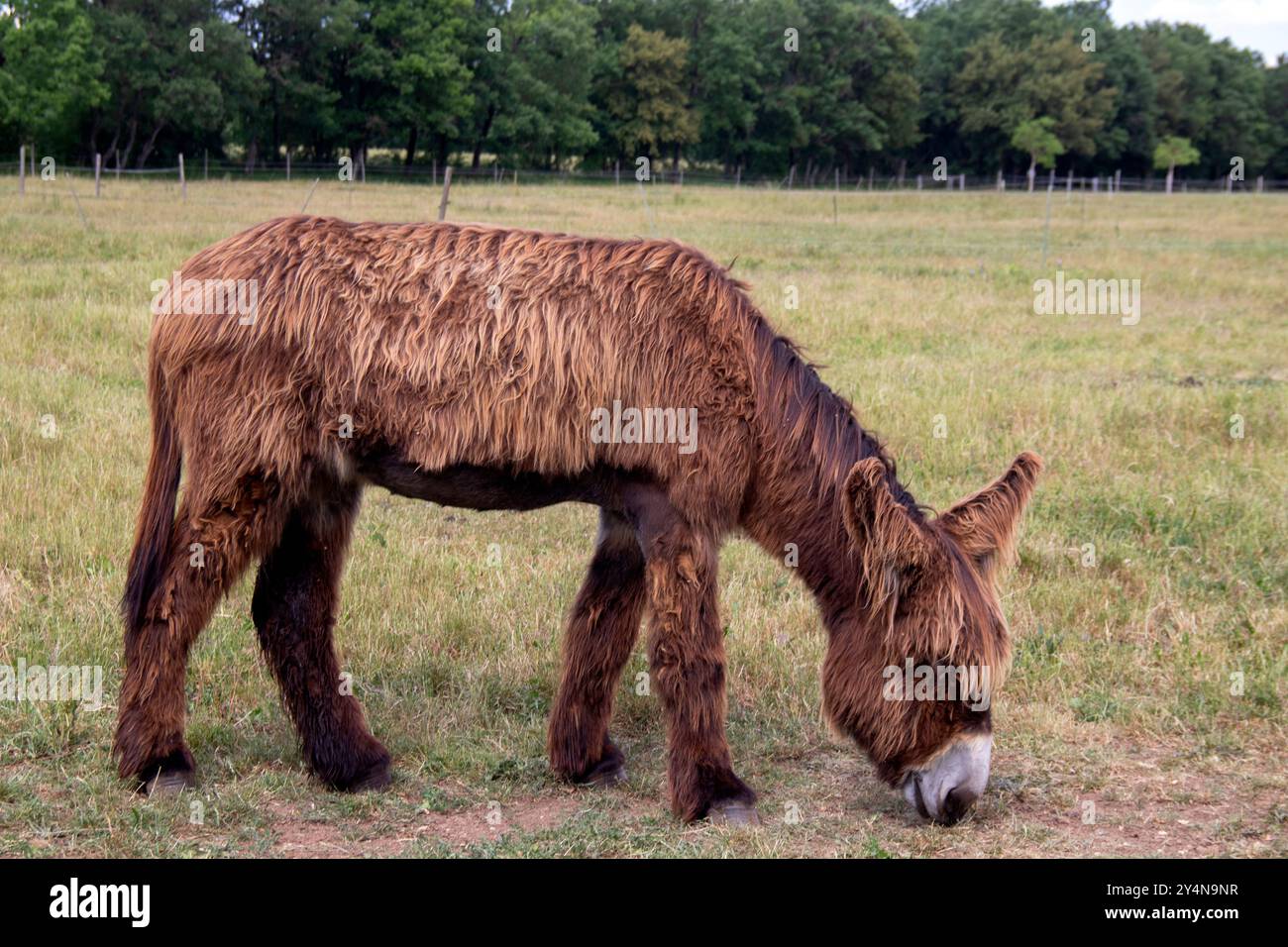 Baudets du Poitou nel prato di profilo Foto Stock
