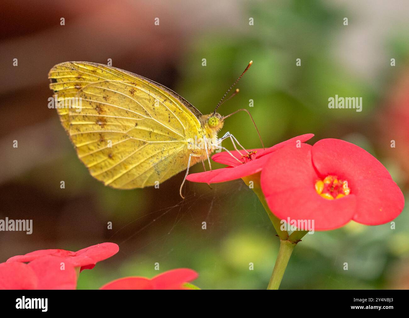 erba piccola gialla Foto Stock