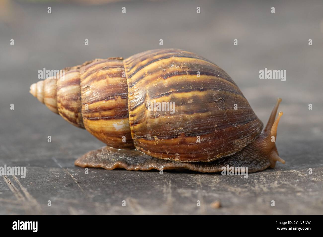 lumaca gigante Foto Stock