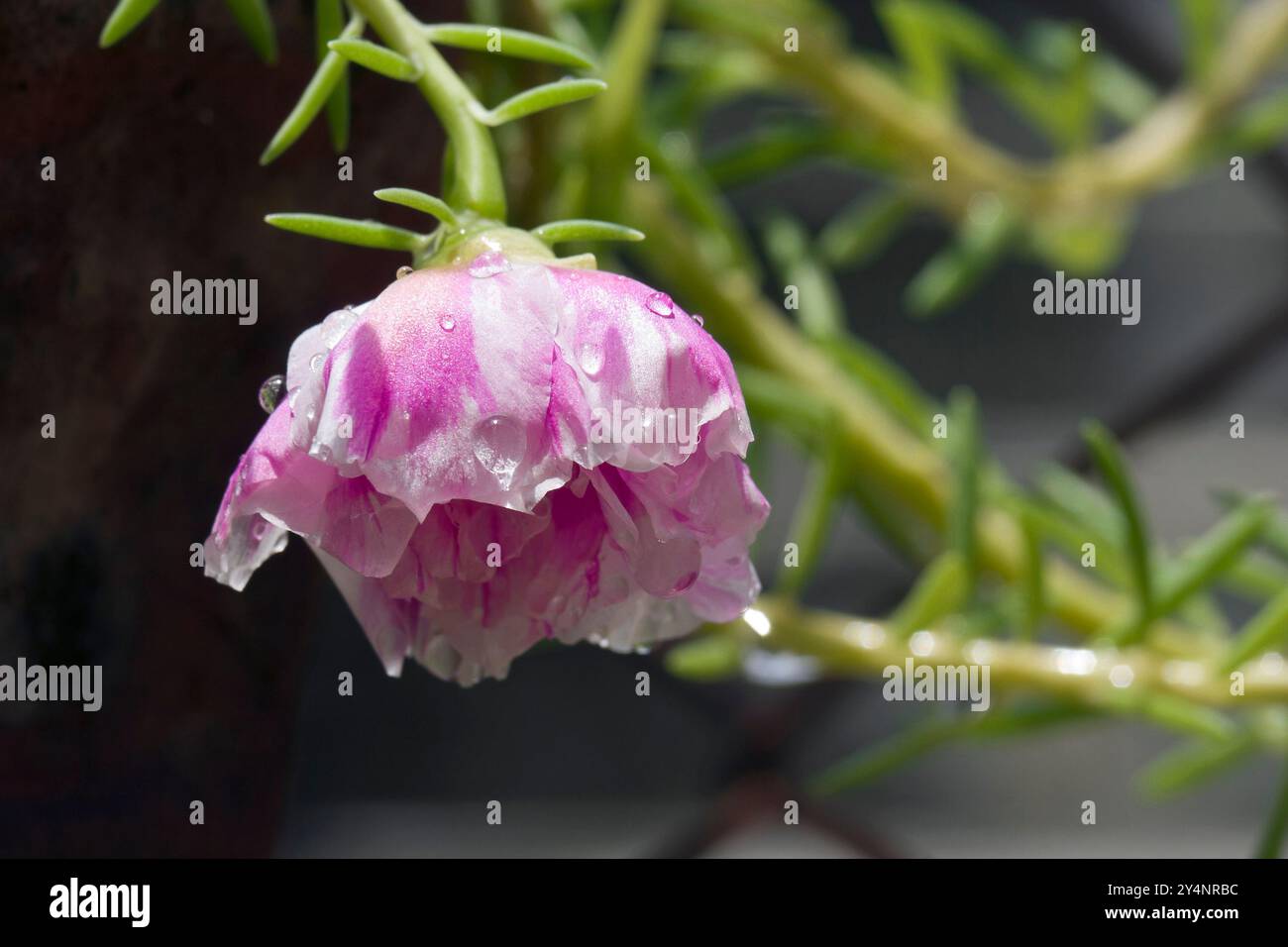 Vadodara, Gujarat / India - 10 luglio 2012 : durante il monsone, un fiore rosa portulaca grandiflora (muschio rosa) immerso nell'acqua piovana nel giardino. Foto Stock