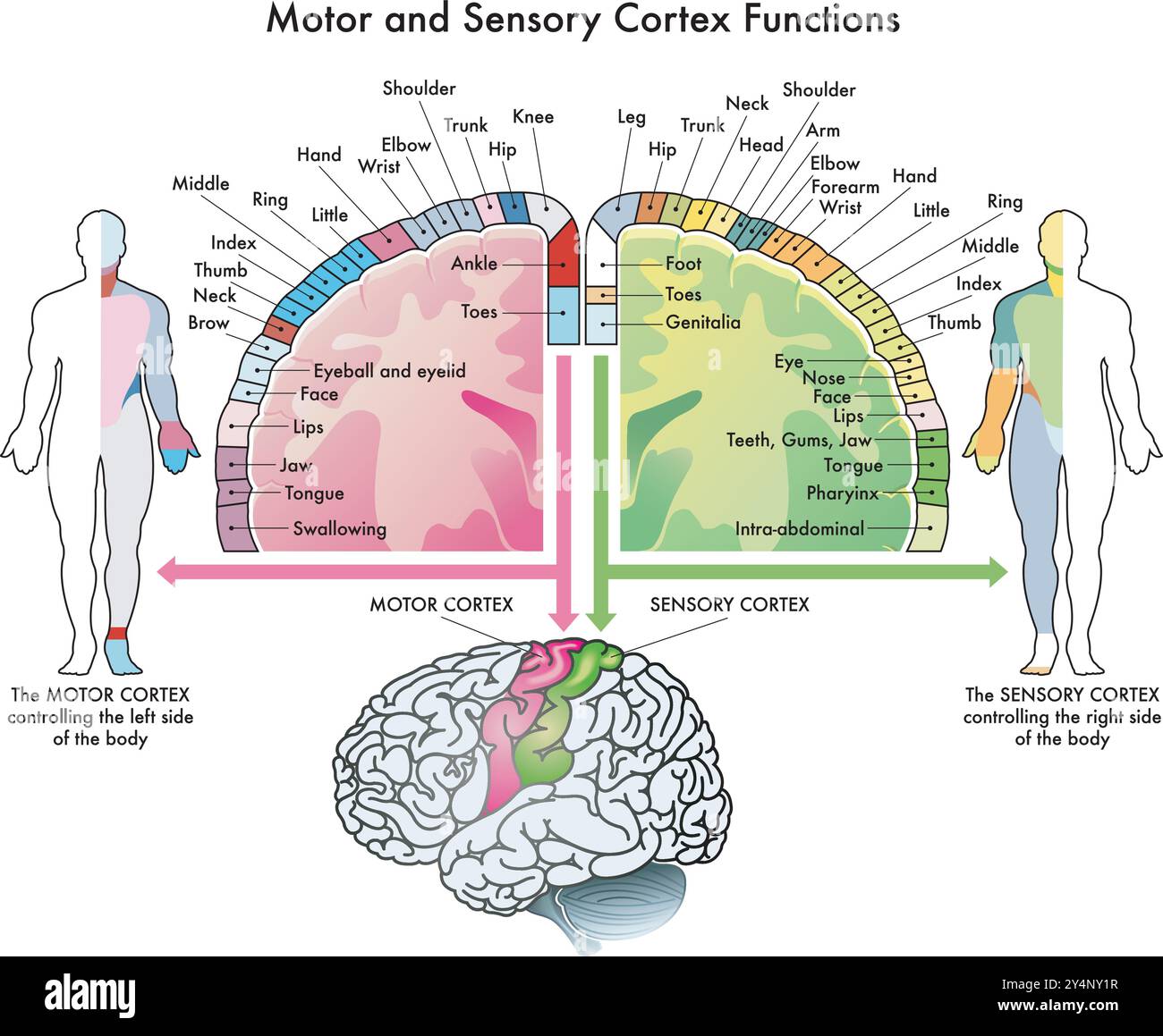 Diagramma medico delle funzioni della corteccia motoria e della corteccia sensoriale, due parti del cervello umano, con annotazioni. Illustrazione Vettoriale