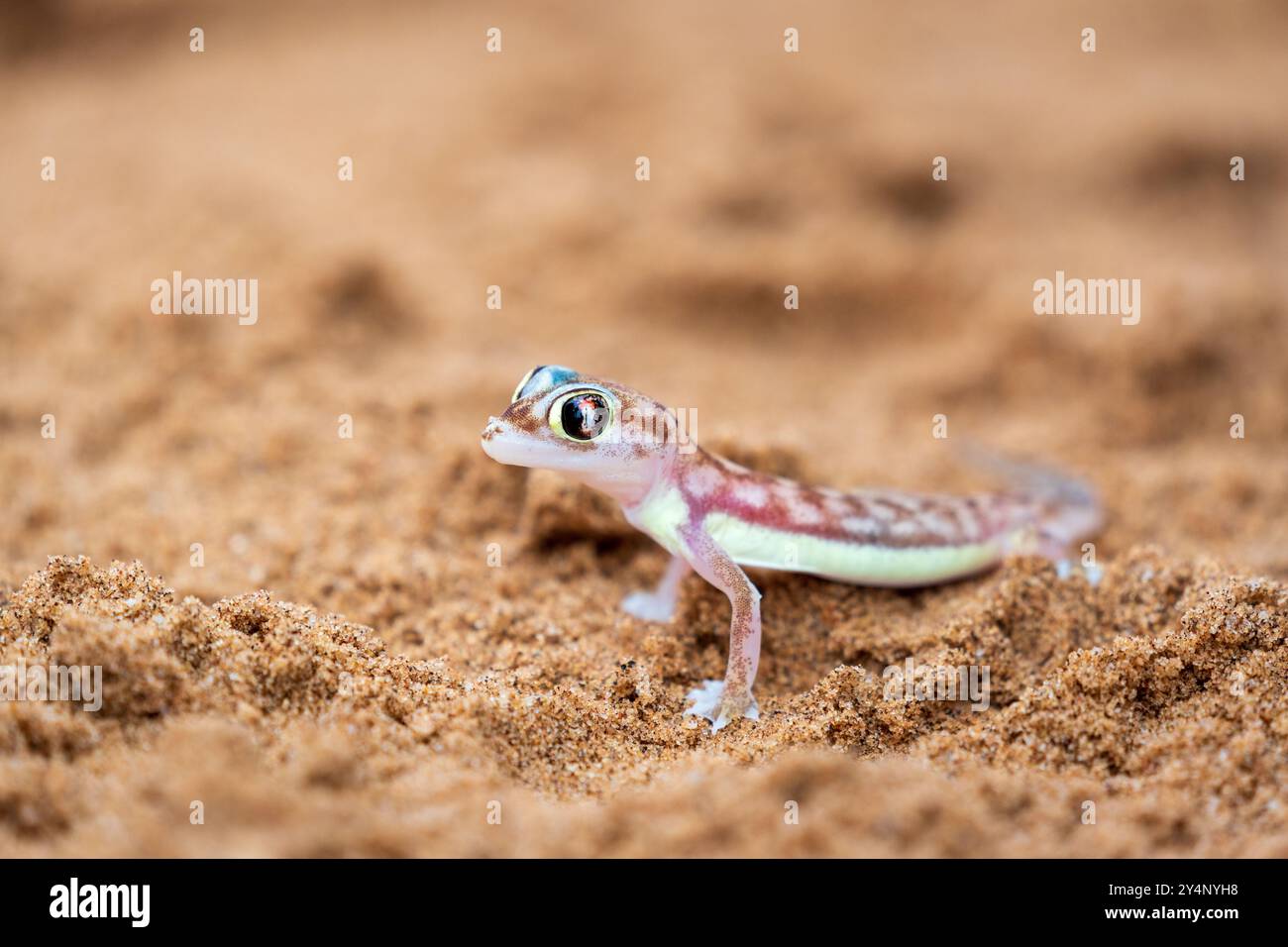 Un primo piano di un geco di sabbia del Namib sedeva nella sabbia del deserto vicino a Swakopmund, Namibia Foto Stock