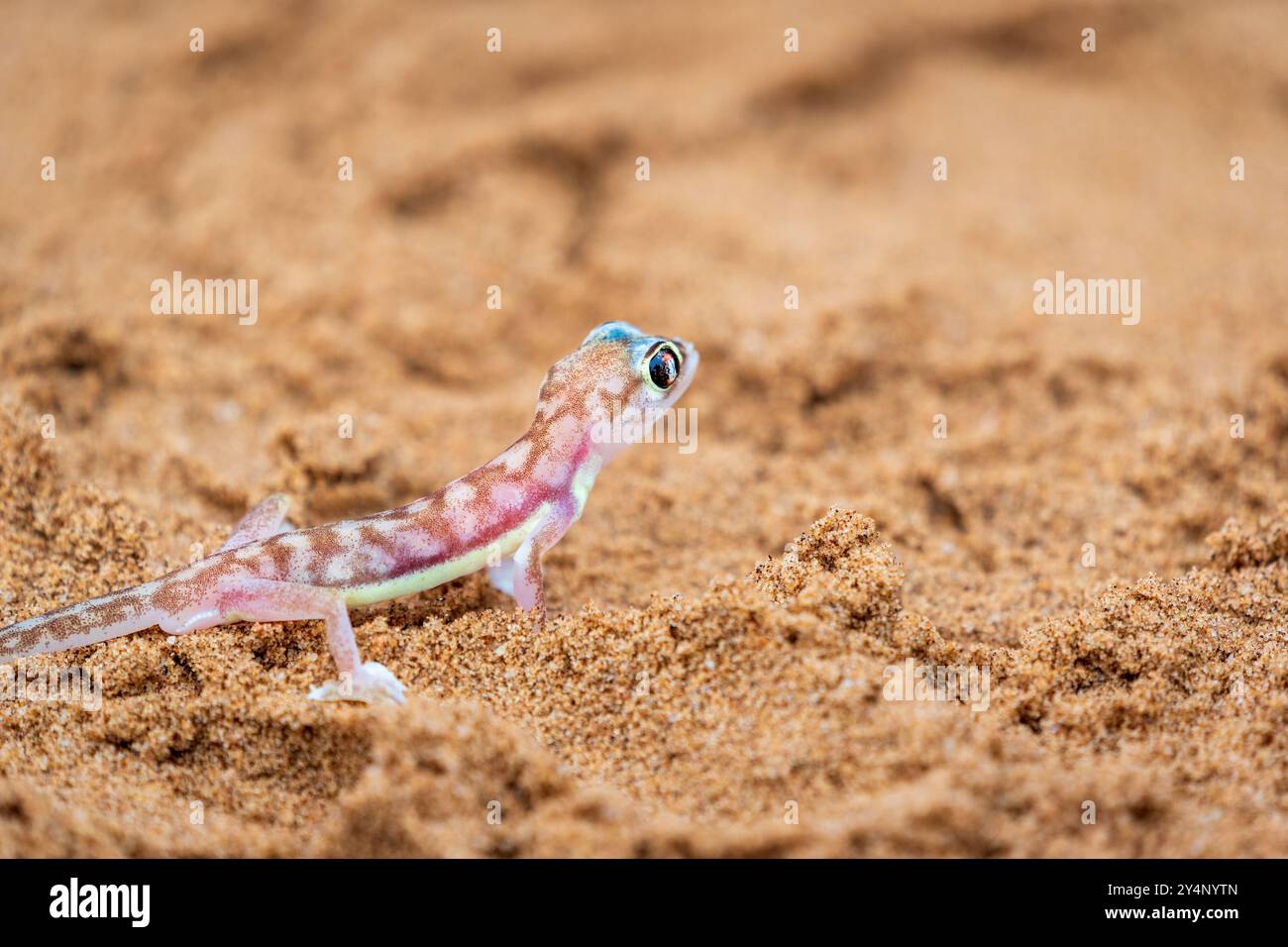 Un primo piano di un geco di sabbia del Namib sedeva nella sabbia del deserto di fronte alla macchina fotografica vicino a Swakopmund, Namibia Foto Stock