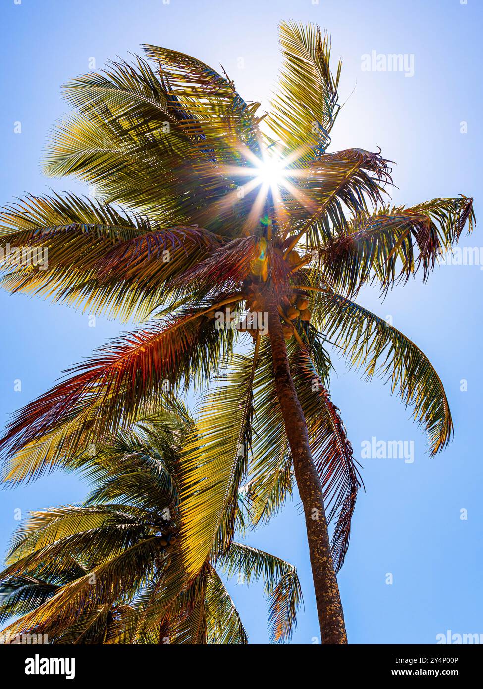 Piantagione di noci di cocco - spiaggia - Nord Est - brasile - sole Foto Stock