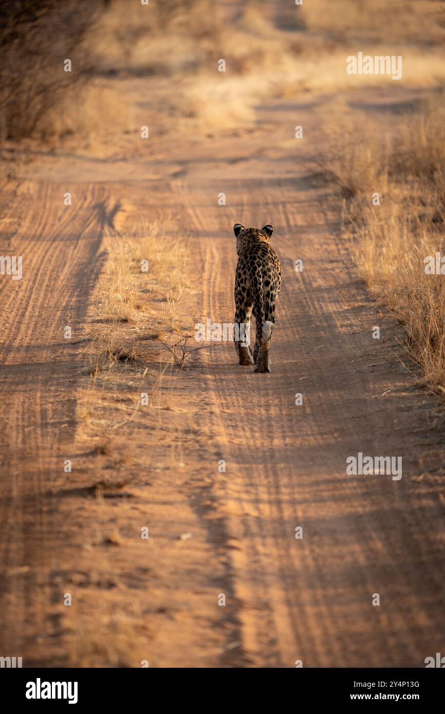 Un leopardo adulto che cammina lentamente lungo una pista sterrata tra erba alta e secca lontano dalla macchina fotografica mentre il sole tramonta in Namibia Foto Stock