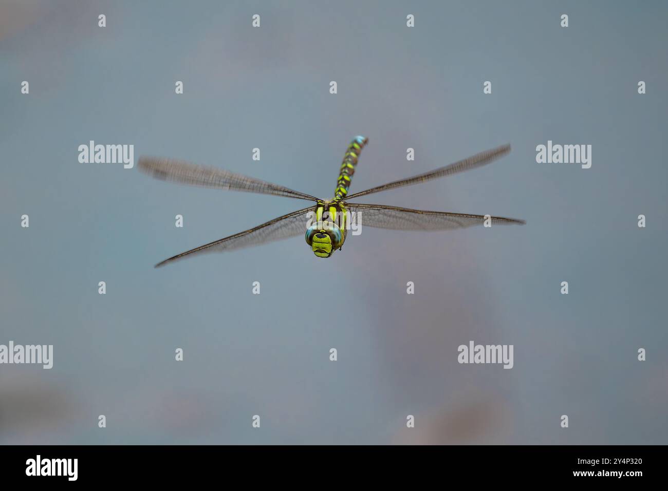 Falegname del sud, Aeshna cyanea, in volo sull'acqua Foto Stock