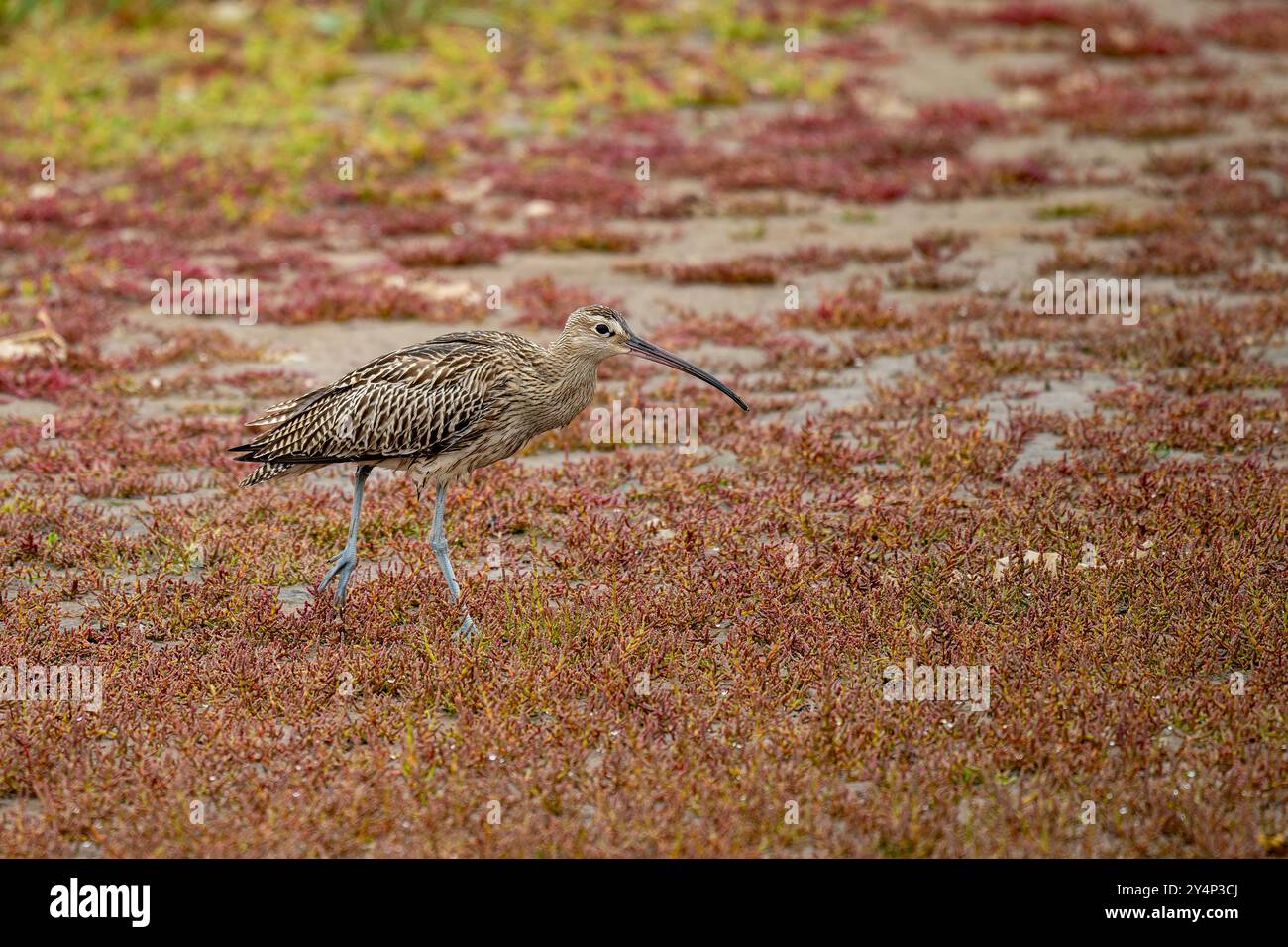 Curlew, Scolopax arquata, camminando attraverso la vegetazione Foto Stock