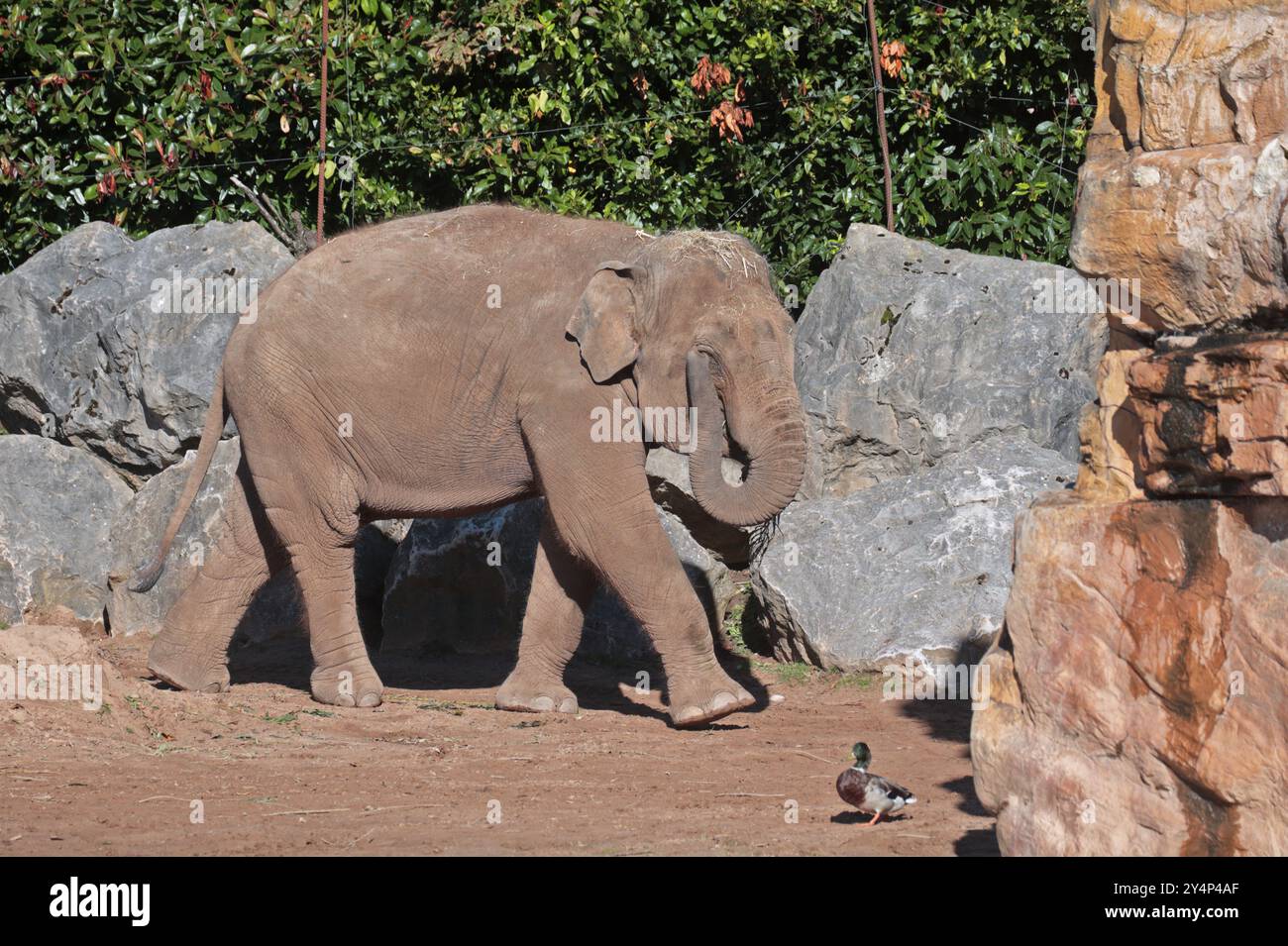 Elefante asiatico (elephas maximus) Foto Stock