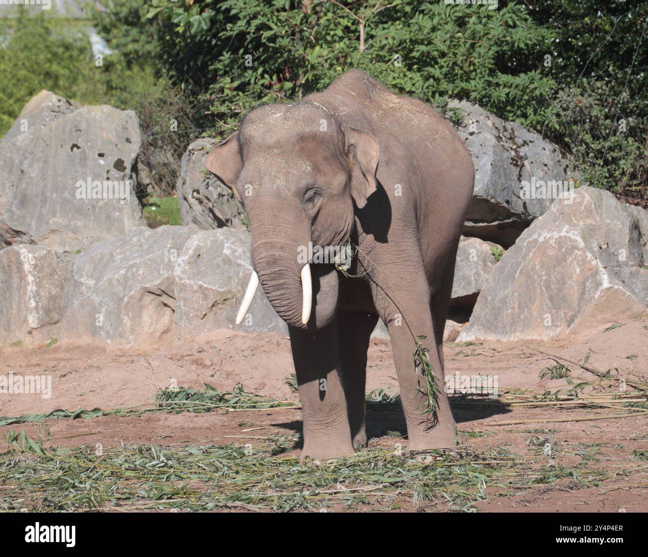 Elefante asiatico (elephas maximus) Foto Stock