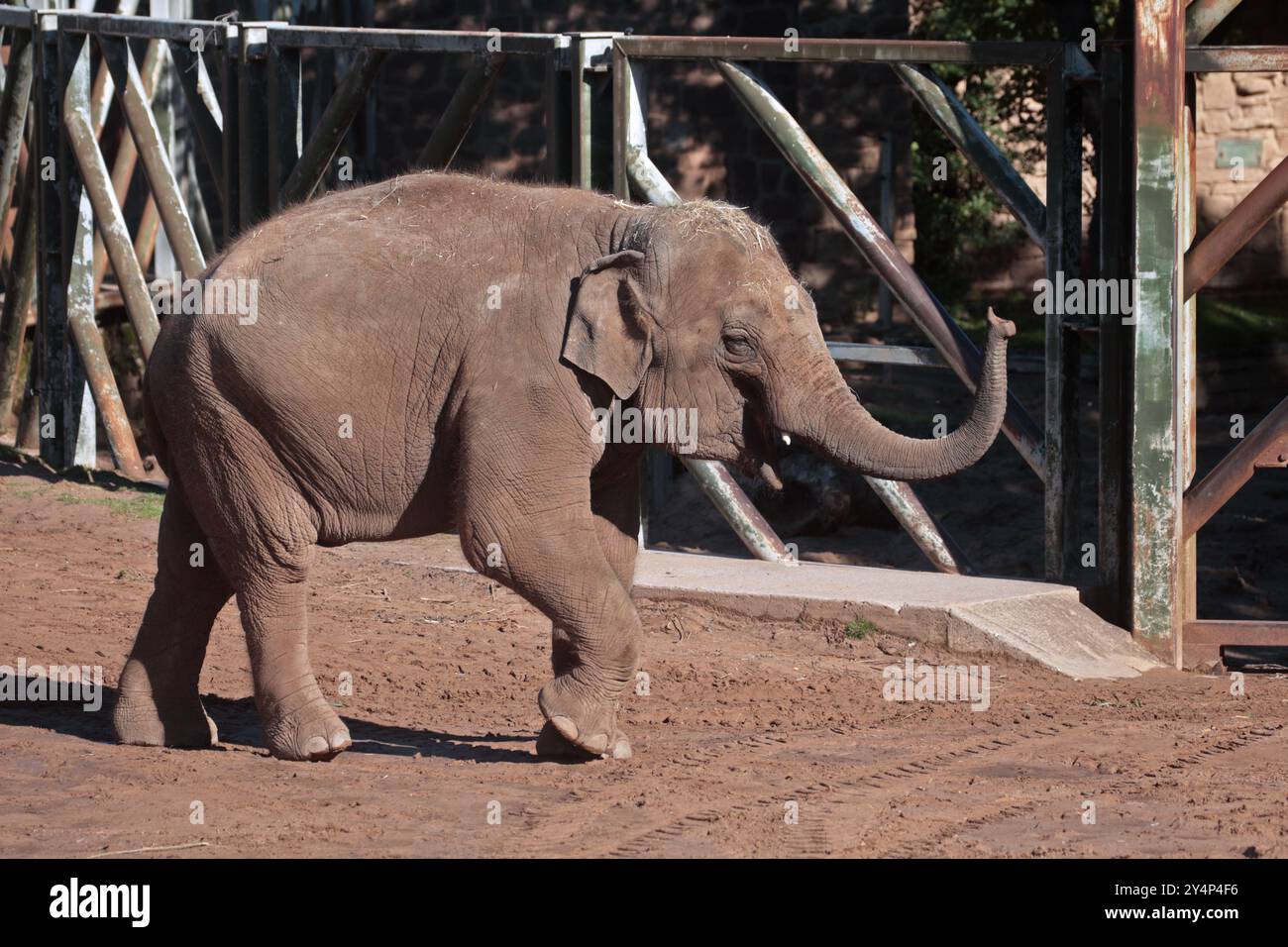Elefante asiatico (elephas maximus) Foto Stock