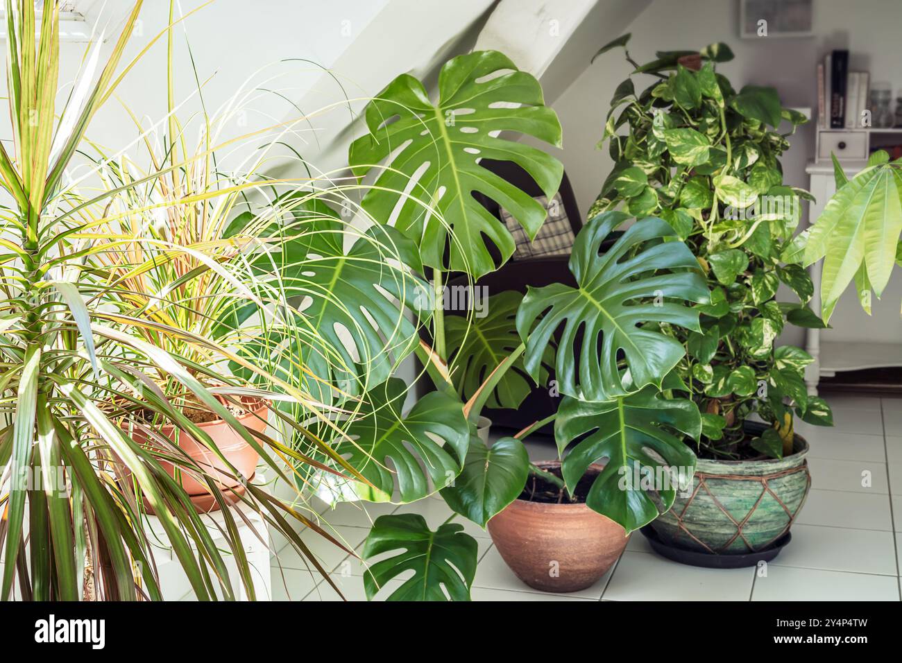 Varietà di piante da interno in camera con pareti luminose e concetto di giardino domestico Foto Stock