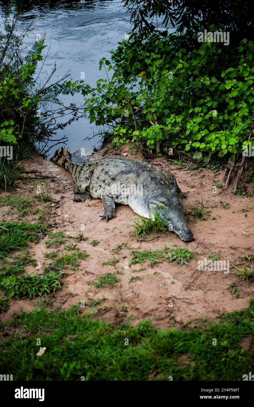 L'immagine mostra un grande coccodrillo che si crogiola al sole sul bordo di un fiume o di uno stagno. Il coccodrillo ha un corpo lungo e squamoso e una coda potente. Foto Stock