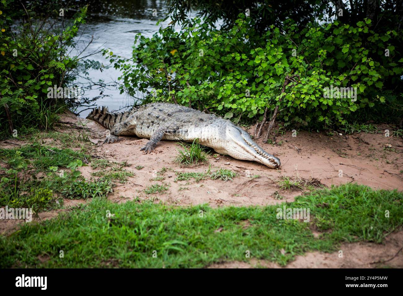L'immagine mostra un grande coccodrillo che si crogiola al sole sul bordo di un fiume o di uno stagno. Il coccodrillo ha un corpo lungo e squamoso e una coda potente. Foto Stock