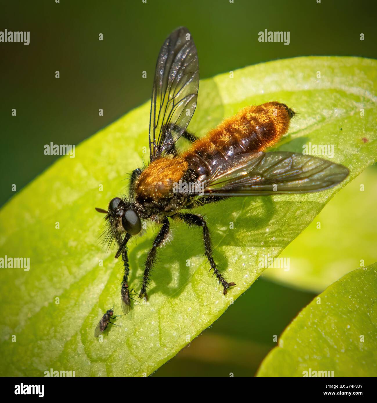 Assassin Fly and Jackal Fly Face Down a Great Neck Preserve, Wareham, Massachusetts Foto Stock