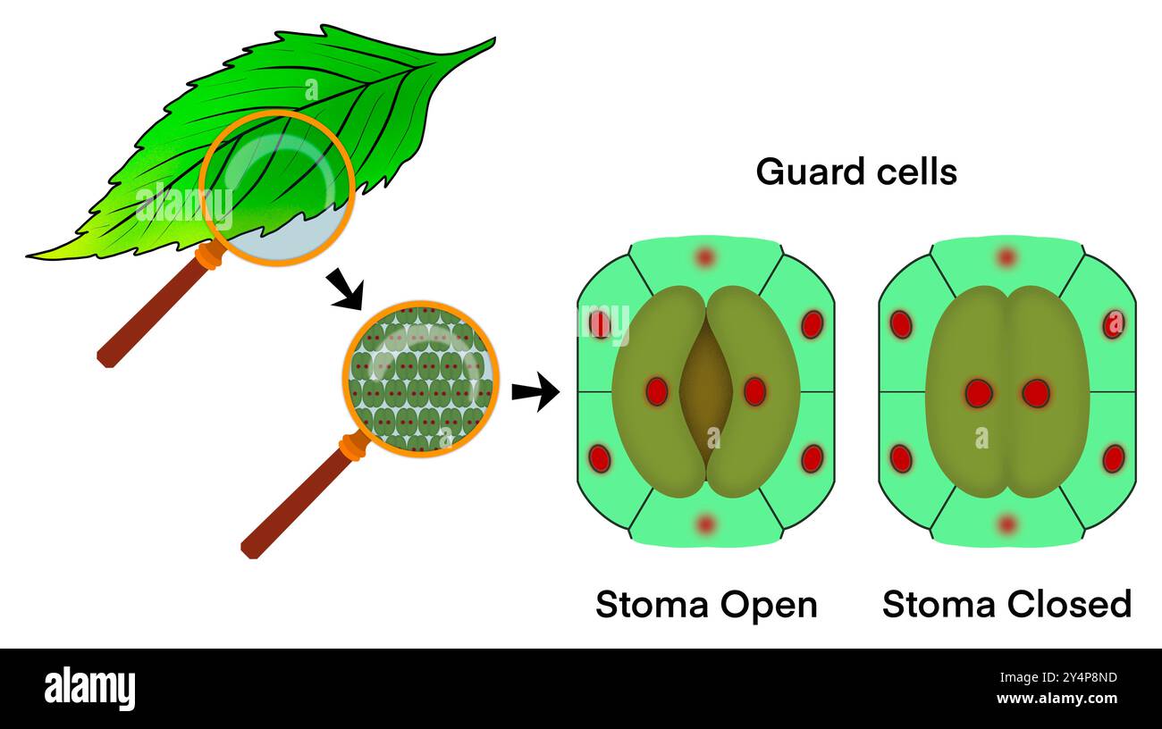 Ingrandimento del microscopio delle cellule delle foglie, cellule di guardia, chiusura dello stoma e apertura dello stoma, foto microscopica dello stomato sulla foglia, traspirazione Foto Stock