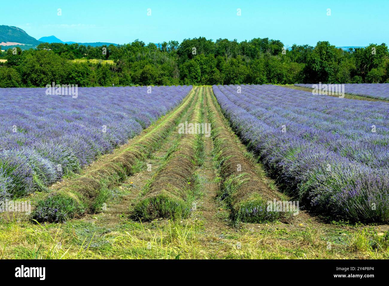 Raccolta di campi di lavanda in piena fioritura sotto un cielo azzurro limpido, con file di vibranti fiori viola e vegetazione lussureggiante in campagna Foto Stock