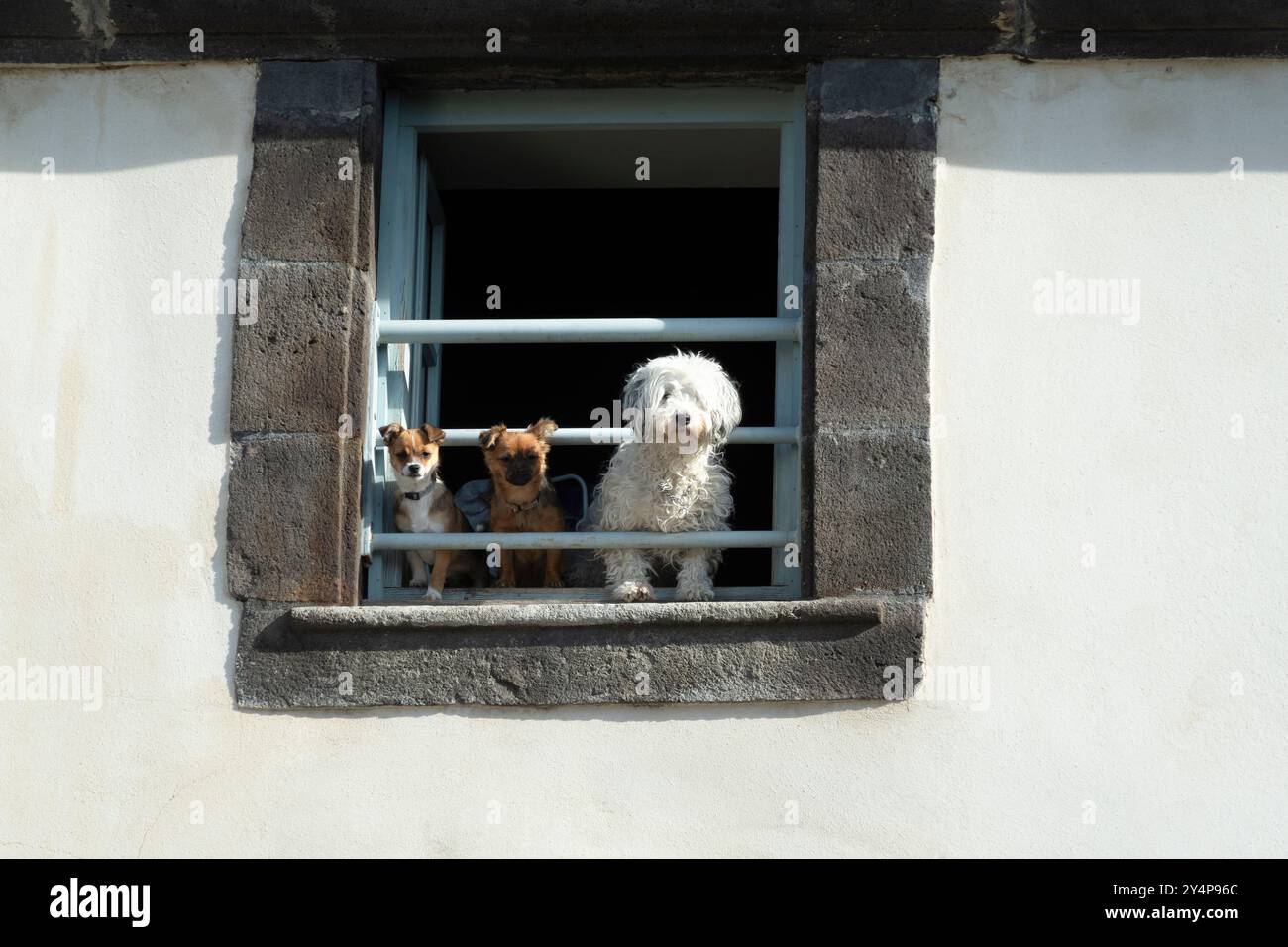 Tre cani sbirciano fuori da una finestra in un edificio rustico durante il giorno Foto Stock