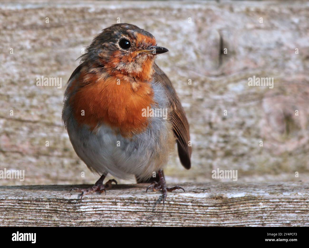 Robin europeo giovanile (ericathus rubecula) Foto Stock