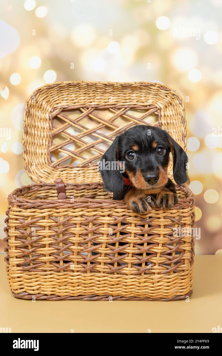 Curioso cucciolo nero e abbronzato con pelliccia corta e coda lunga seduto in un cesto di vimini. L'adorabile cucciolo è isolato su uno sfondo beige Foto Stock