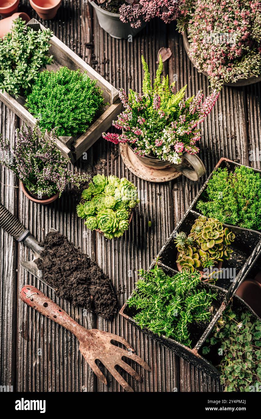 Giardinaggio autunnale - piante, vasi di fiori e attrezzi da giardinaggio Foto Stock