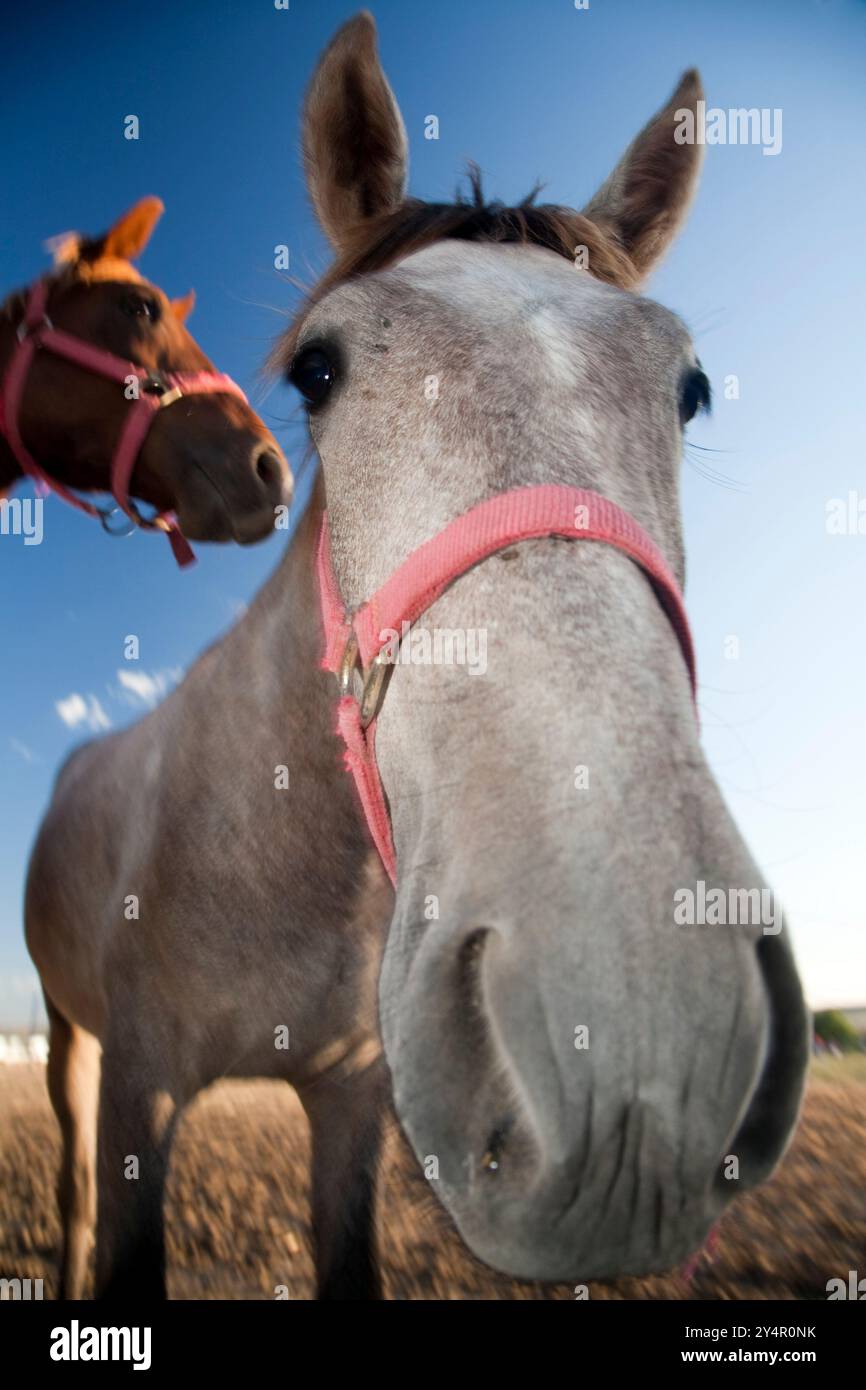 Due teste di cavallo sono ben visibili nei campi di Siviglia, mostrando le loro espressioni contro un cielo azzurro. Foto Stock