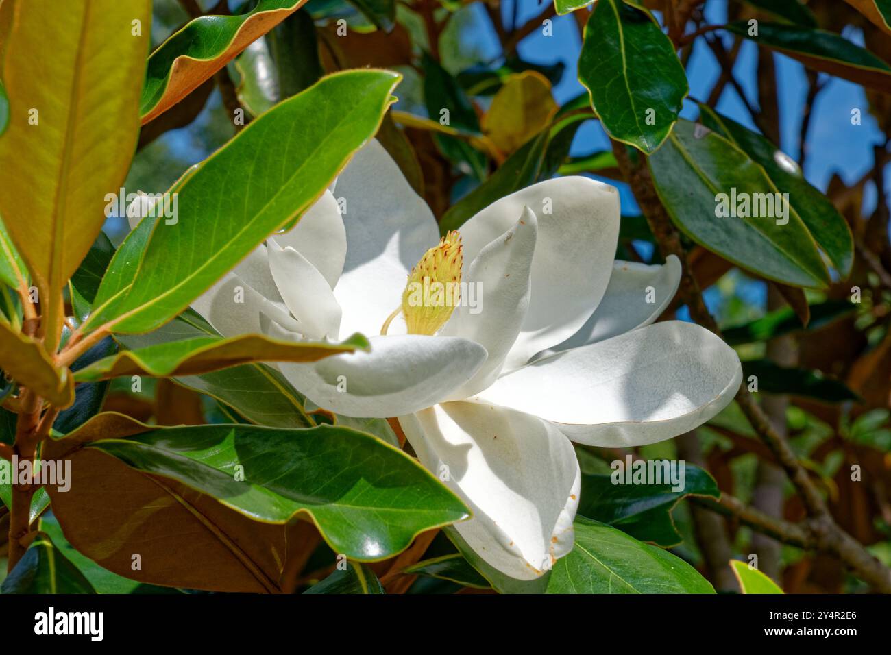 Grande fiore bianco di magnolia con centro giallo completamente aperto circondato da fogliame in pelle sulla vista ravvicinata dell'albero in una luminosa giornata di sole in tarda su Foto Stock