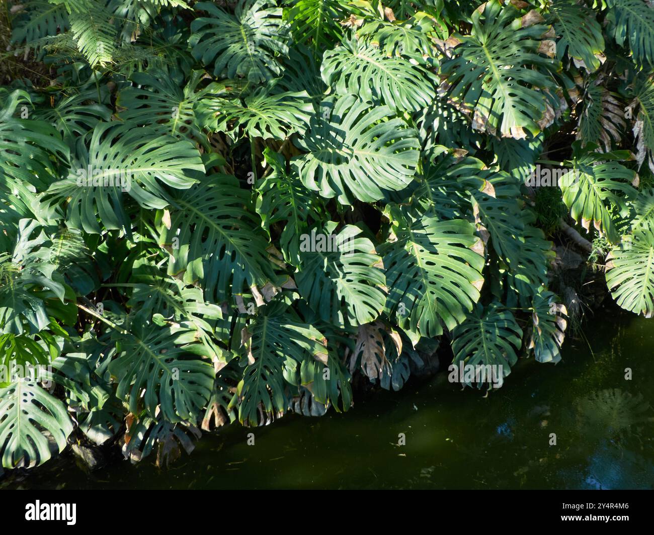 Monstera deliciosa, nota anche come pianta di formaggio svizzero o filodendron a foglia divisa. Parque de la Paloma, Málaga, Spagna. Foto Stock