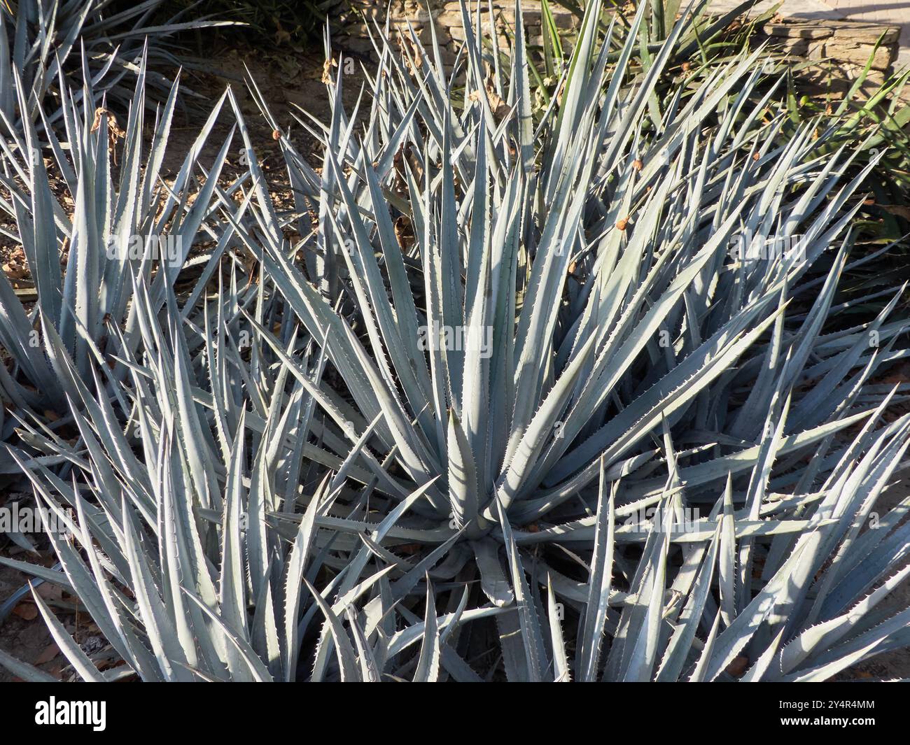 Agave albomarginata nel giardino dei cactus del Parque de la Paloma, Benalmádena, Málaga, Spagna. Foto Stock