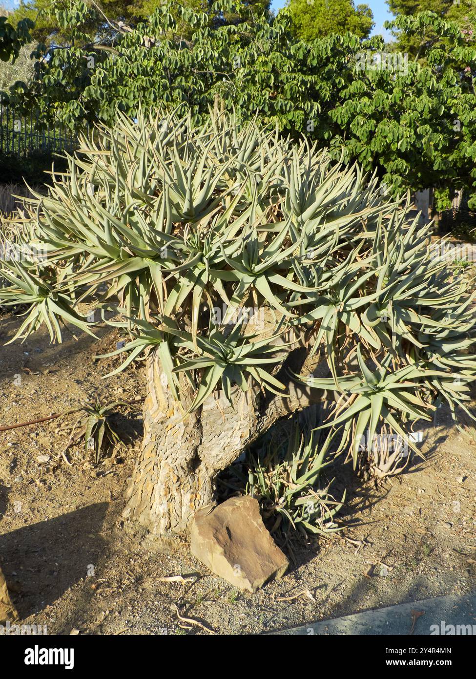 Aloidendron dichotomum, Aloe dichotoma, Quiver Tree nel giardino dei cactus del Parque de la Paloma. Benalmádena, provincia di Málaga, Spagna. Foto Stock