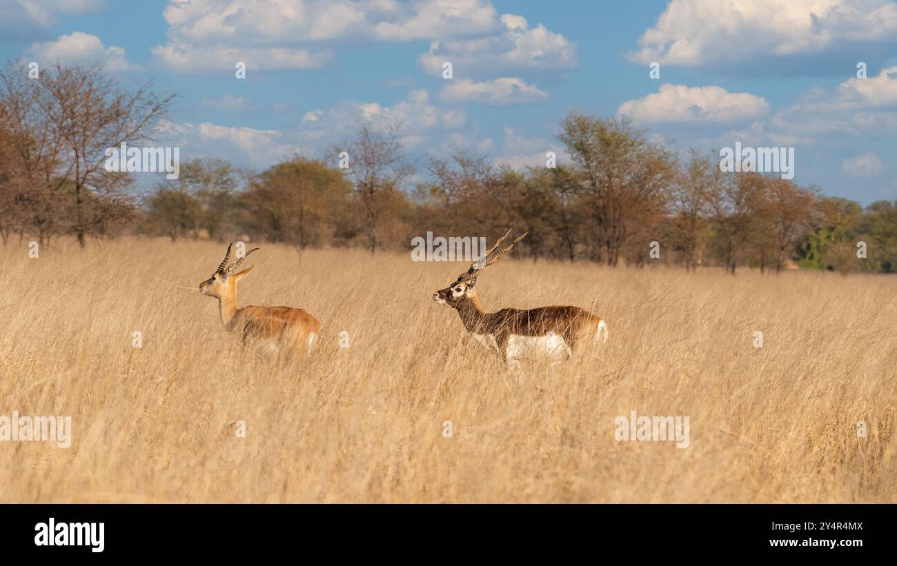 Bella coppia di Blackbuck che cammina attraverso la prateria del santuario tal Chhapar, Sujangarh, Bikaner, Rajasthan, India. Foto Stock
