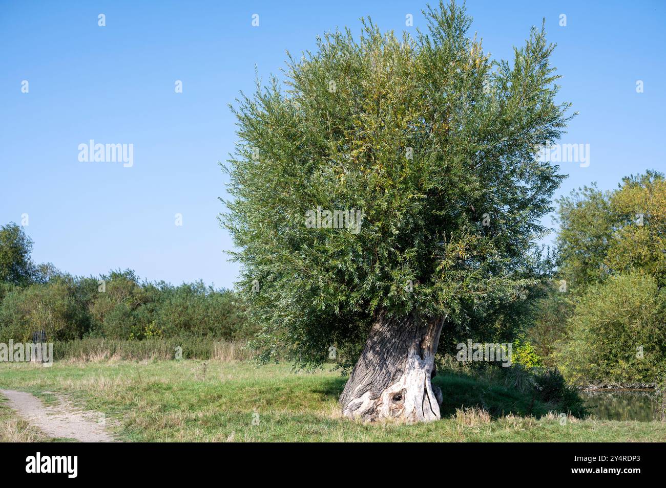 Una vista di Grantchester Meadows Cambridge UK con un salice e un soleggiato pomeriggio estivo Foto Stock