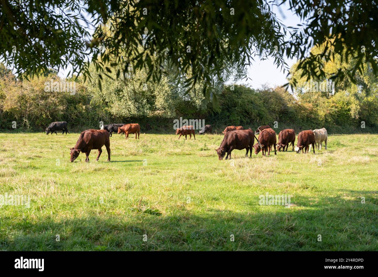 Le vacche del Red poll pascolano al sole del pomeriggio al Grantchester Meadows Cambridge Regno Unito Foto Stock