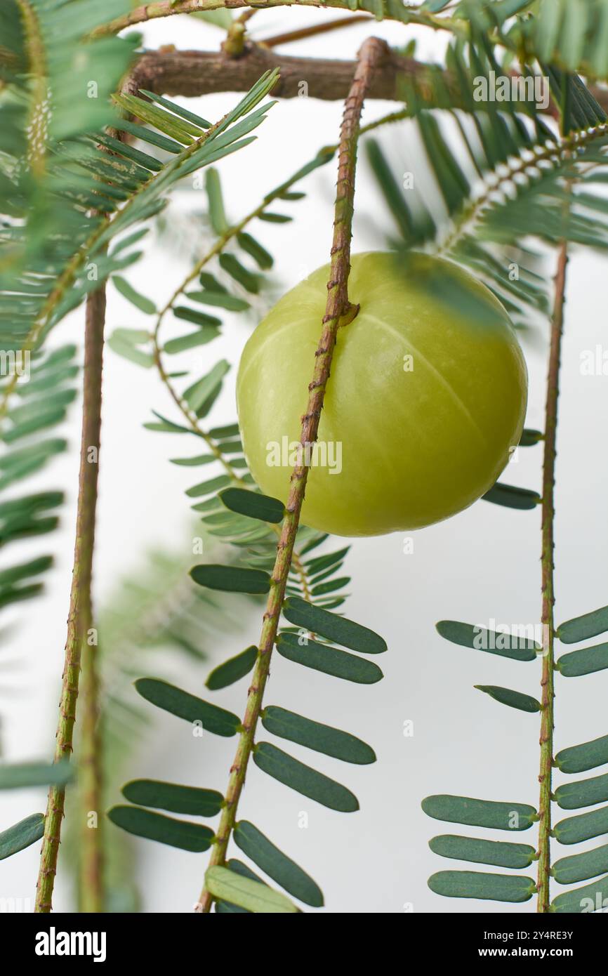 primo piano di amla fresco o uva spina indiana in ramo di albero sfondo bianco isolato, piccolo frutto giallo verdastro con alta vitamina c e sano Foto Stock