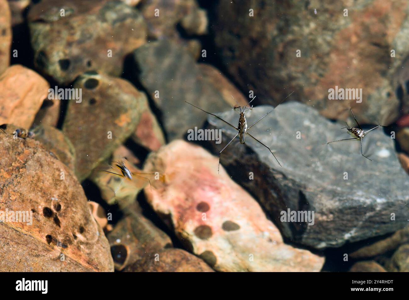 Borivali, Maharashtra / India - 18 novembre 2007: La vista delle creature selvatiche galleggianti sull'acqua nel parco. Foto Stock