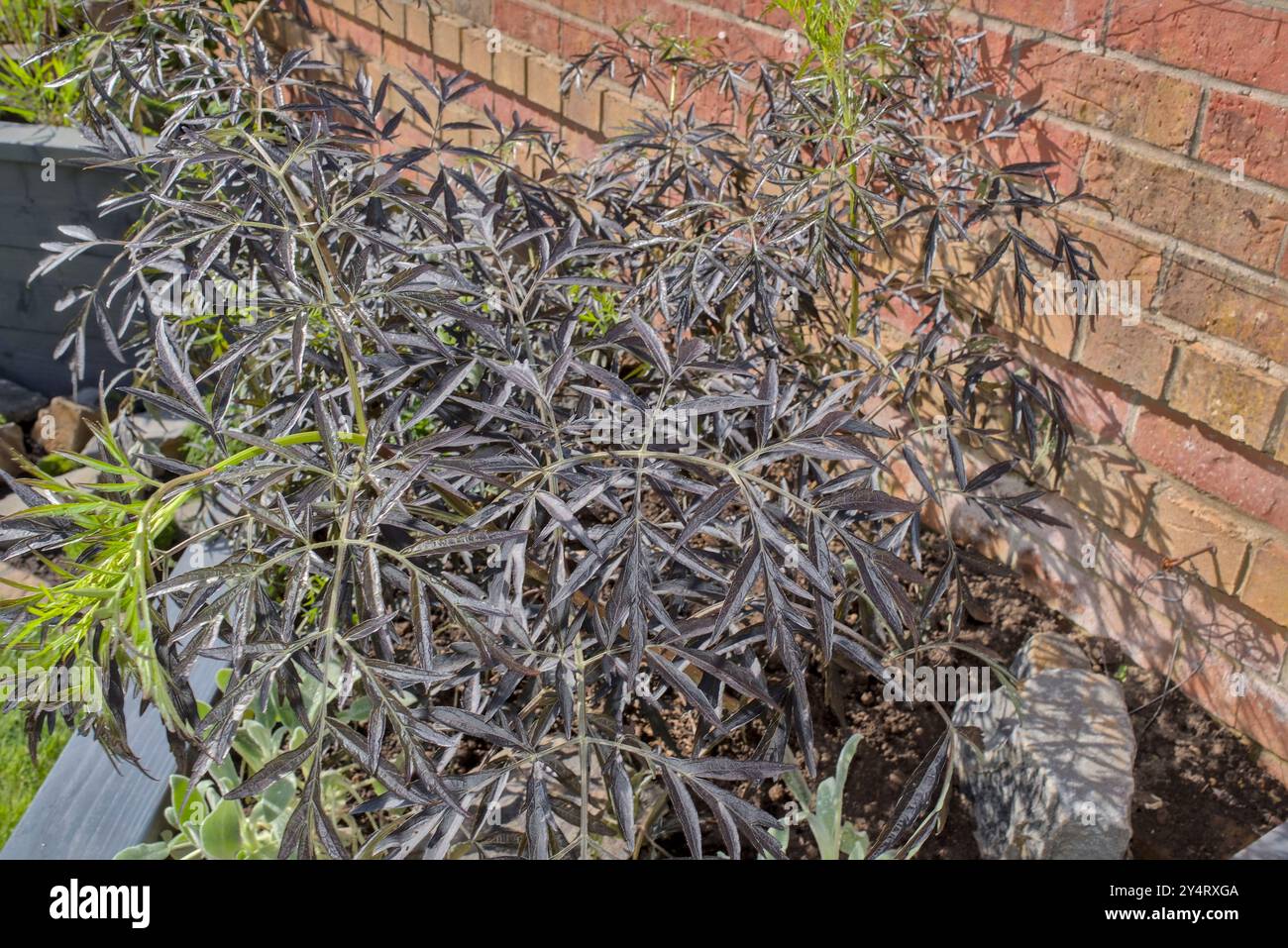 Primo piano di un arbusto di Sambucus nigra - arbusto di porphyrophlla deciduos, contro un muro di mattoni Foto Stock