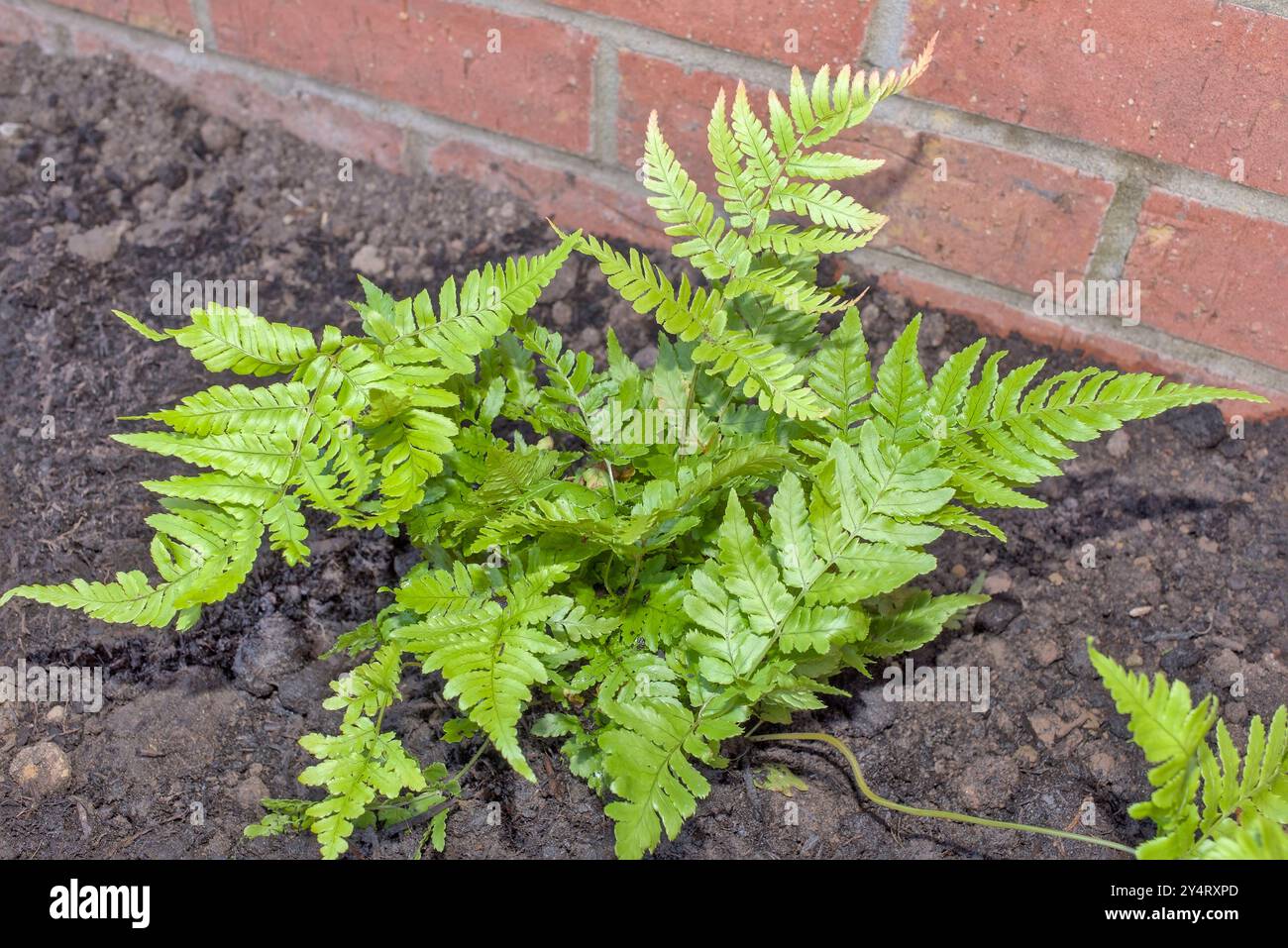 Primo piano fotografia orizzontale della felce dryopteris erythrosora contro un muro di mattoni Foto Stock