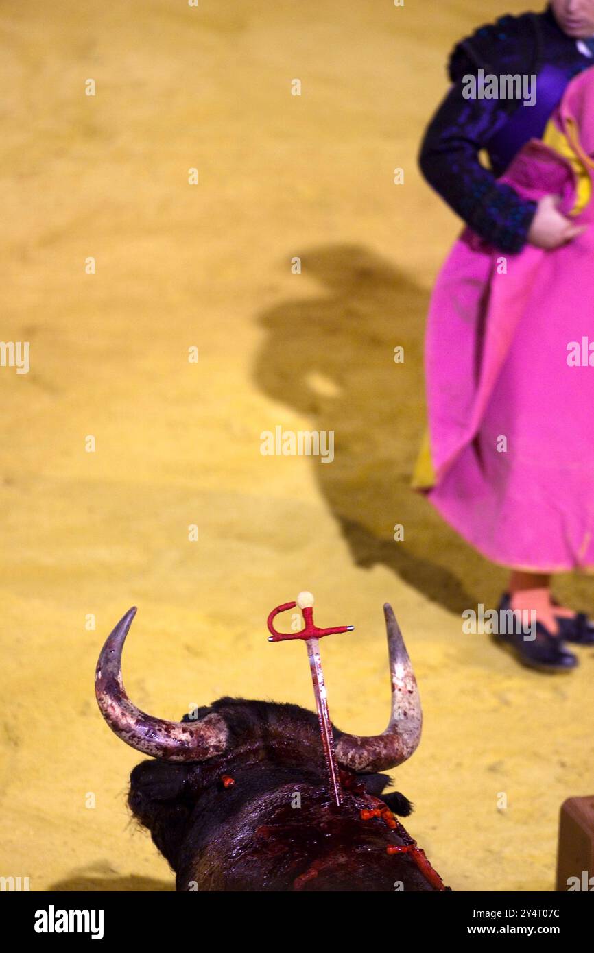 Siviglia, Spagna, 15 agosto 2008, Un toro in lotta con una spada si erge nell'arena Real Maestranza durante un tradizionale e intenso evento di corrida. Foto Stock