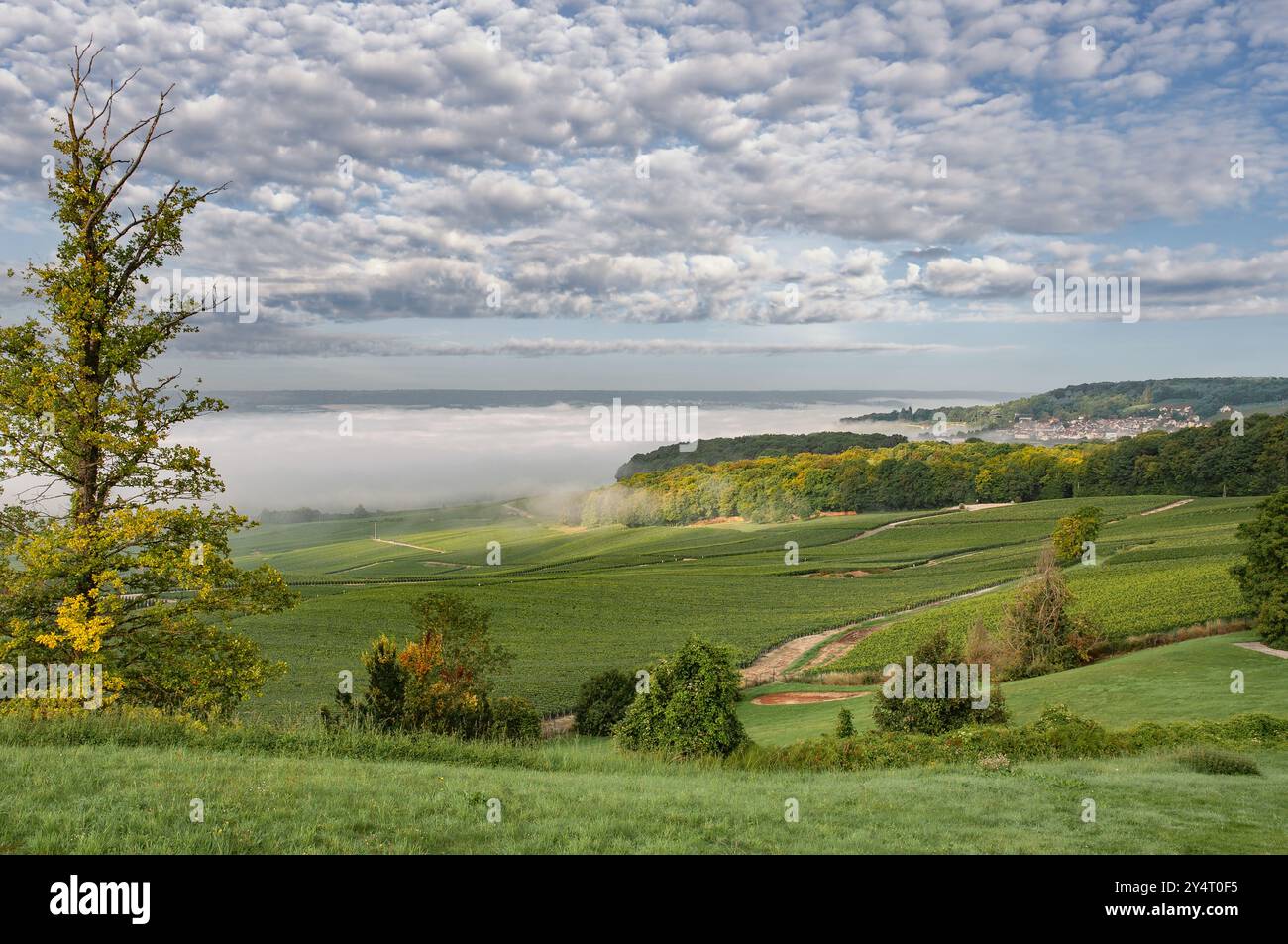 Una mattinata nella regione dello Champagne, Grand Est, Francia Foto Stock