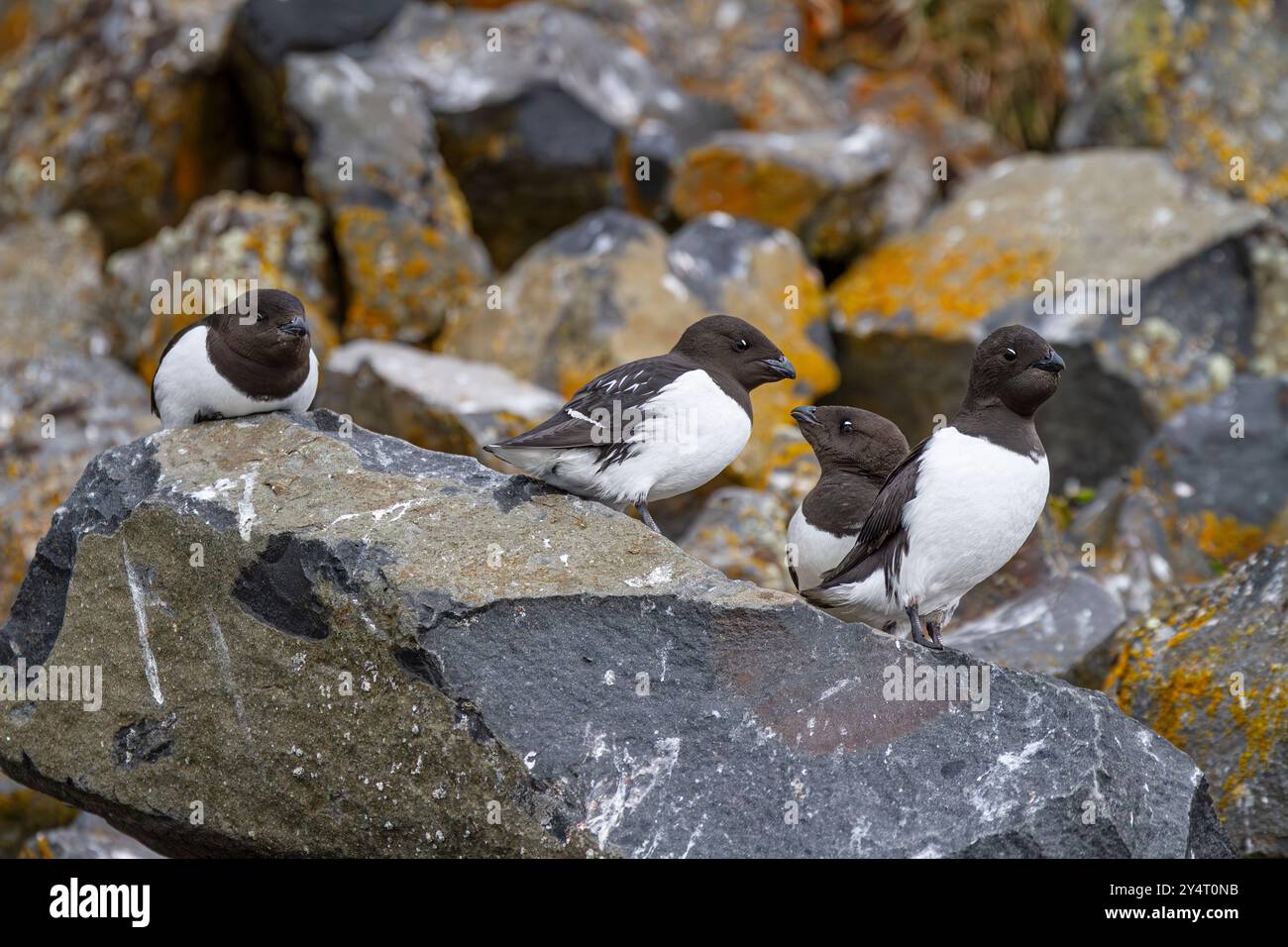 Colombe adulte (alle alle) presso il loro sito di riproduzione tra i pendii di Rubini Rock, Tikhaya Bay, Hooker Island, Russia. Foto Stock