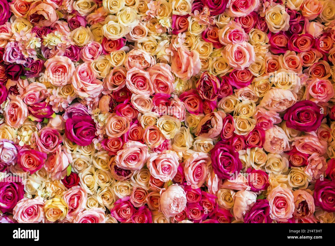 Consistenza di fiori e rose colorate come decorazione, sfondo, San Valentino, romantico, primo piano, festeggiamenti Foto Stock