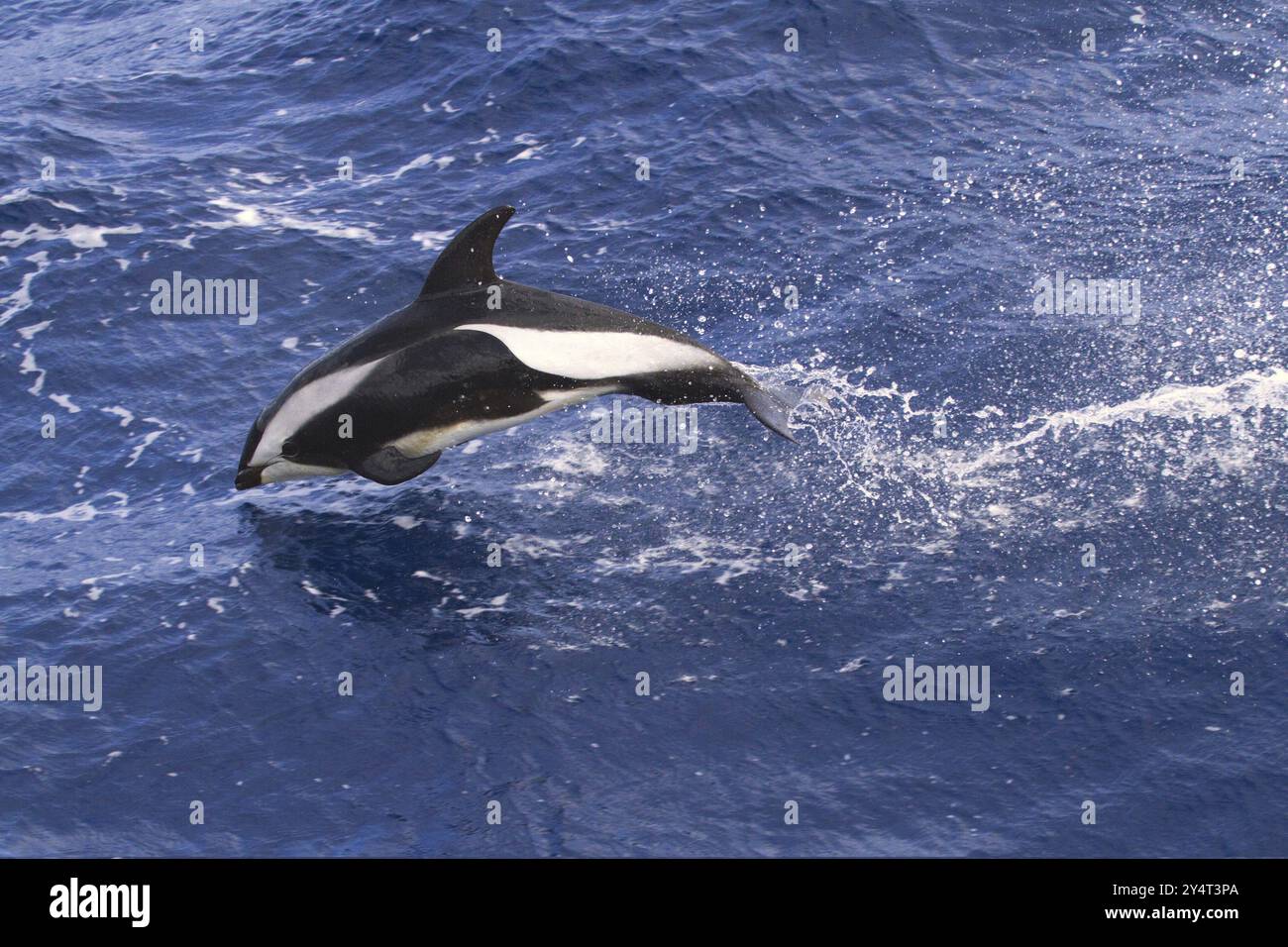 Delfino clessidra nell'Oceano meridionale (Lagenorhynchus cruiger), delfino, delfino, delfino con becchi incrociati, delfino clessidra, Antartico, Antartide Foto Stock