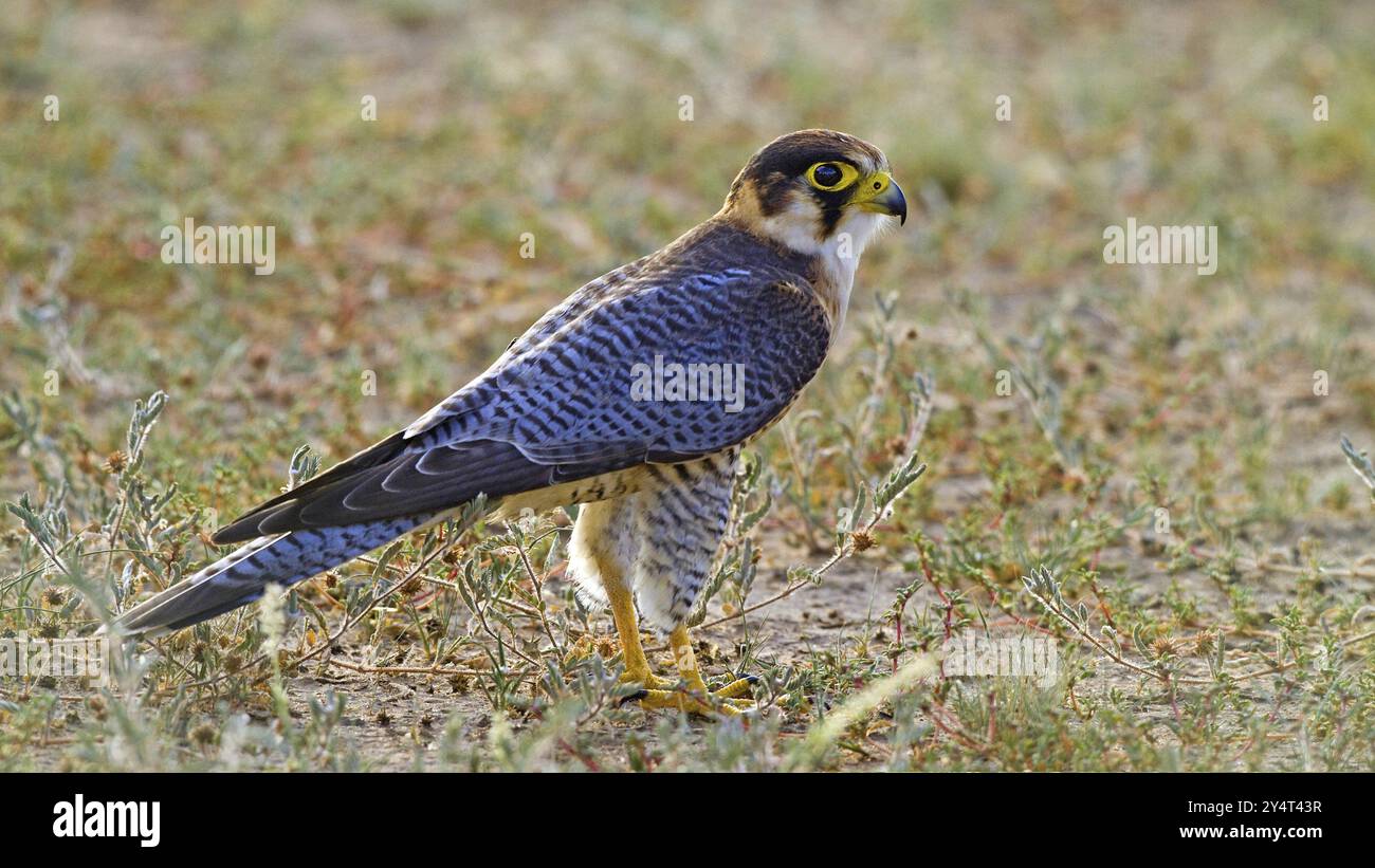 Falcon rosso (Falco chicquera) Kalahari Sud Africa Foto Stock