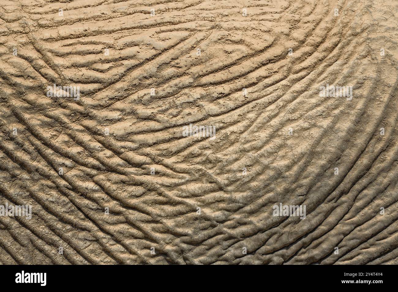 Pelle di un elefante del deserto (Loxodonta africana), particolare, Huab dry River, Damaraland, regione di Kunene, Namibia, Africa Foto Stock