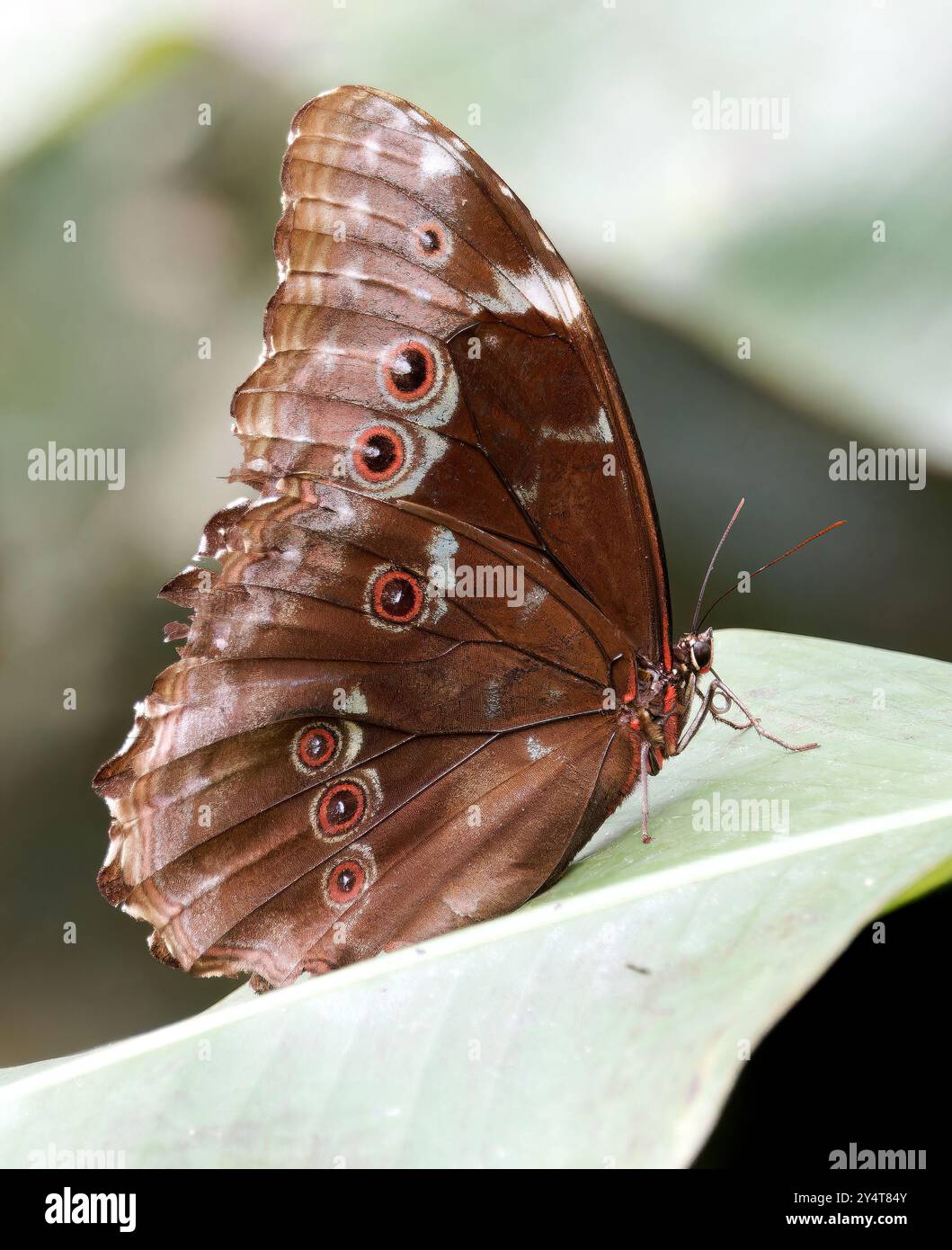 Menelaus Blue morpho, Morpho bleu, Morpho menelaus occidentalis, Parco nazionale di Yasuní, Ecuador, sud America Foto Stock